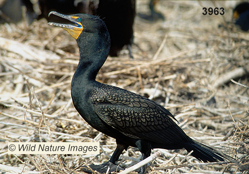 Double-crested Cormorant (Phalacrocorax auritus)
